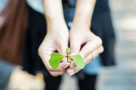 hands holding young plant. Ecology conceptの写真素材