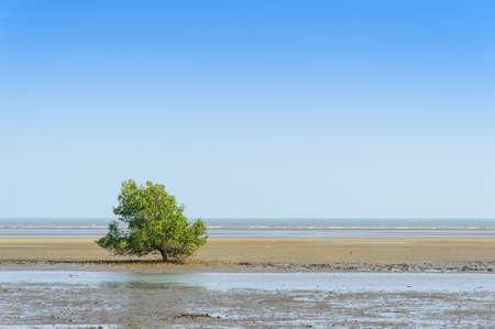 Mangrove tree in the sea