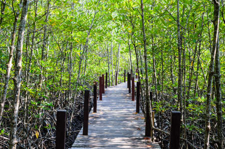 Walkway with wooden bridge through mangrove forrestの写真素材