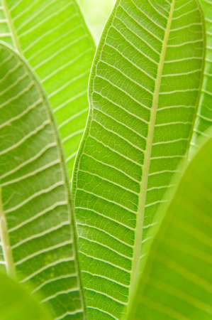 Green leavesの写真素材