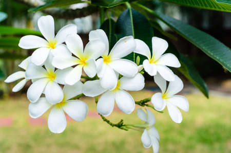 Plumeria white flowerの写真素材