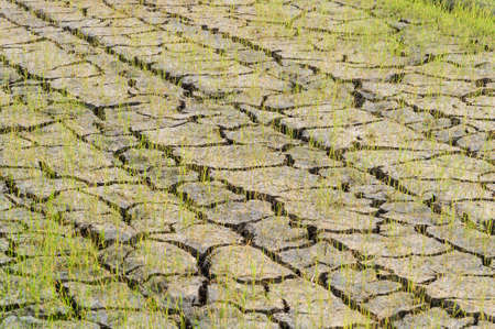 cracked earth as a background