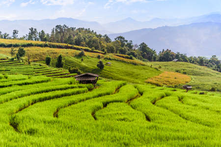 Green Terraced Rice Field in Chiangmai, Thailand