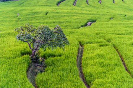 Green Terraced Rice Field in Chiangmai, Thailandの写真素材