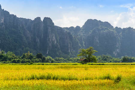 Green Terraced Rice Fieldの写真素材