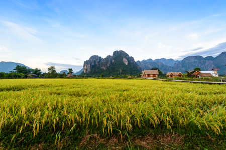 Green Terraced Rice Fieldの写真素材