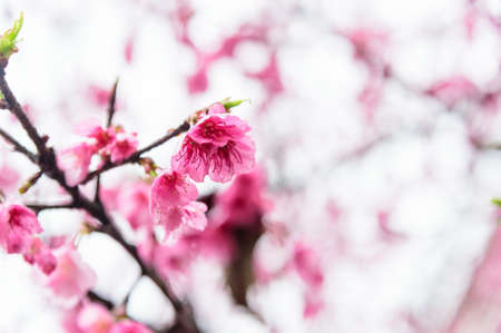 Pink sakura in gardenの写真素材