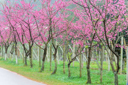 Pink sakura in gardenの写真素材