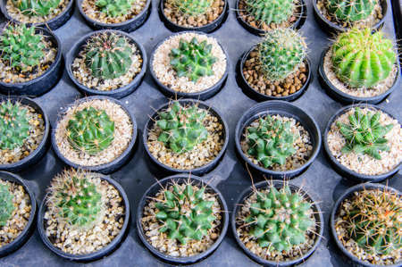 Cactus in the potの写真素材