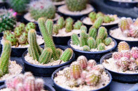 Cactus in the potの写真素材