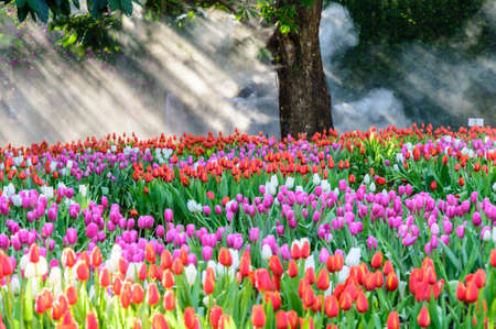 Many color of tulip in gardenの写真素材