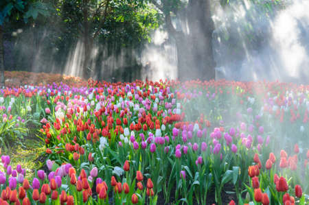 Many color of tulip in gardenの写真素材
