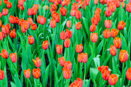 Many color of tulip in gardenの写真素材