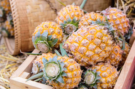 Fresh pineapplesの写真素材