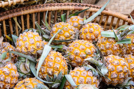 Fresh pineapplesの写真素材