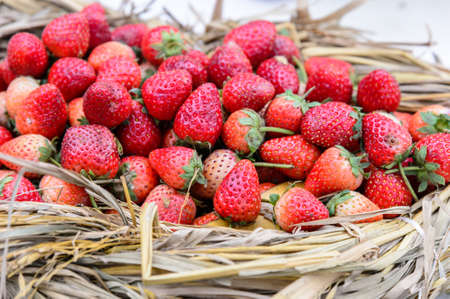 Strawberries in the basketの写真素材