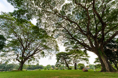 Big tree in the gardenの写真素材