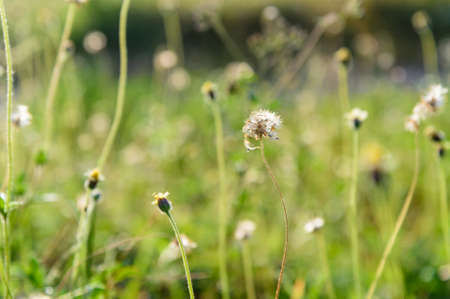 Grass field in springの写真素材