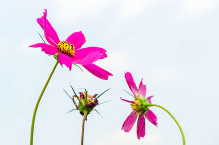 Close up of Cosmos flowers in soft focusの写真素材