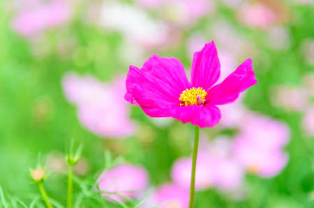 Close up of Cosmos flowers in soft focusの写真素材