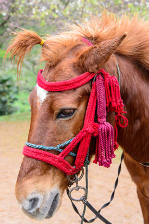 Brown horse in natureの写真素材