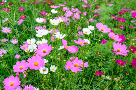 Cosmos flower fieldの写真素材