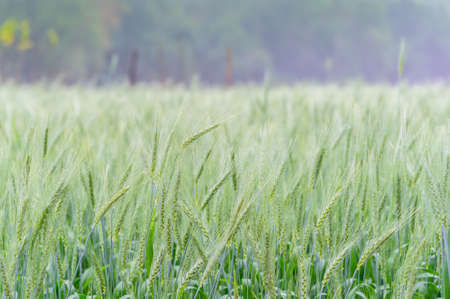 close up of barley fieldの写真素材