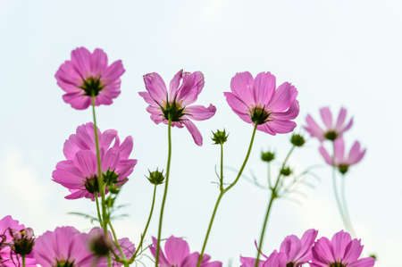 Cosmos flower fieldの写真素材