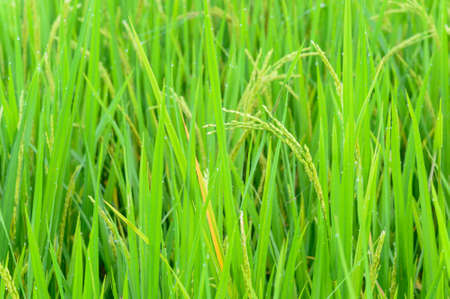 Closeup of rice plantの写真素材