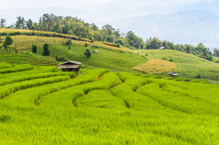 Green rice field terrece in Chiangmai, Thailandの写真素材
