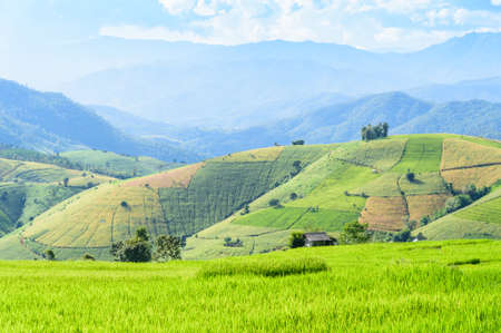 Green rice field terrece in Chiangmai, Thailandの写真素材