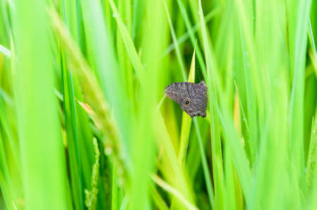 Closeup of rice plantの写真素材