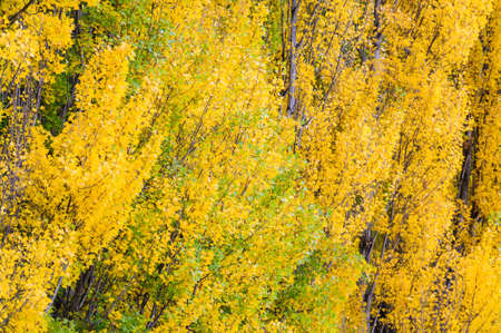 Autumn leaves background