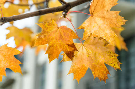 Yellow autumn leavesの写真素材