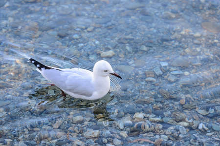 Bird in the lake