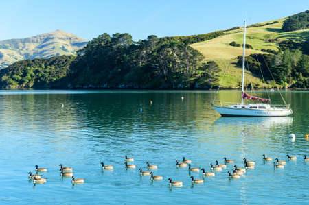 Group of ducks swimming in the lakeのeditorial素材