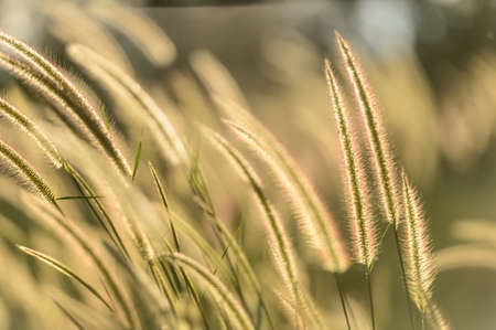 Field of grass in soft focusの写真素材