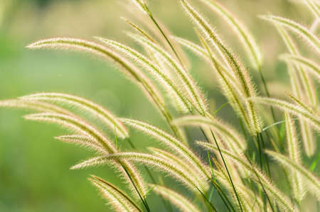 Field of grass in soft focusの写真素材