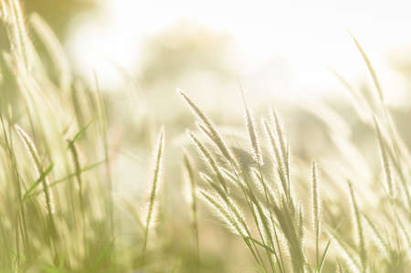 Field of grass in soft focus
