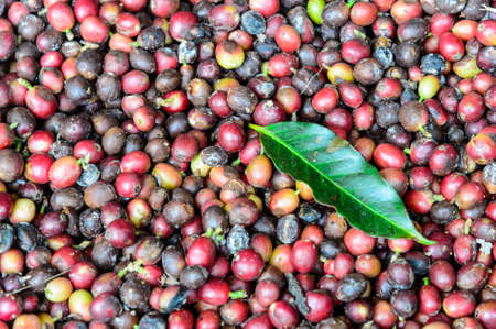 Fresh coffree from the gardenの写真素材