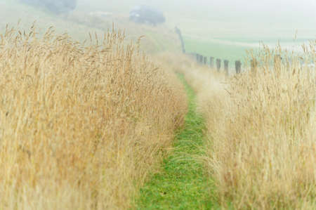 Grass field in shallow focus