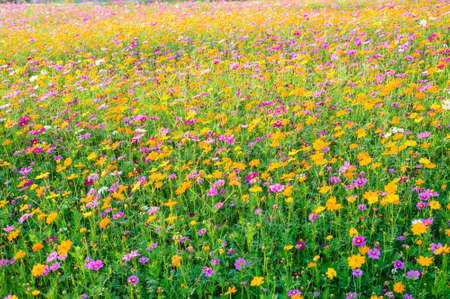 Blossom cosmos flower fieldの写真素材