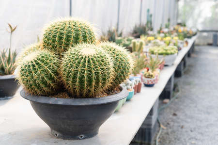 The cactus in the gardenの写真素材