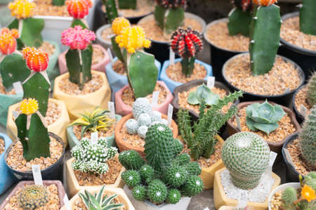 The cactus in the gardenの写真素材