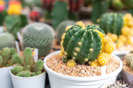 The cactus in the gardenの写真素材