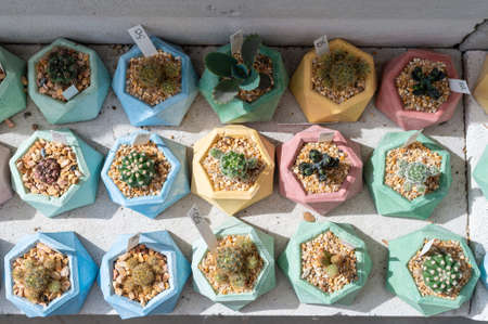 The cactus in the gardenの写真素材