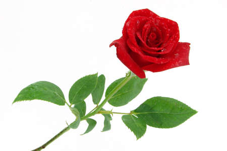  Red Roseの写真素材