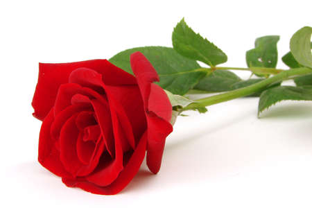 Red Roseの写真素材