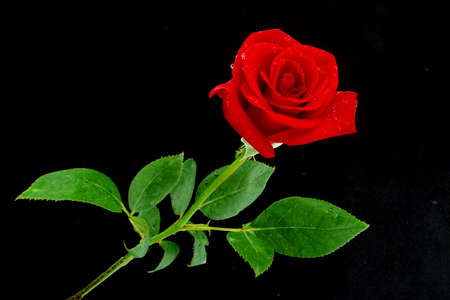 Red Roseの写真素材