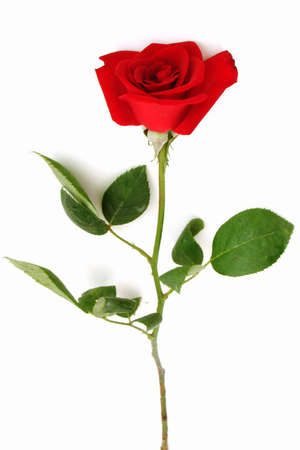 Red Roseの写真素材